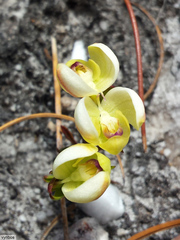 Disa oligantha