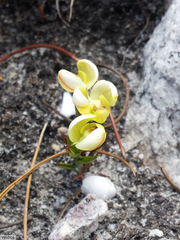 Disa oligantha