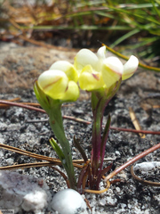 Disa oligantha