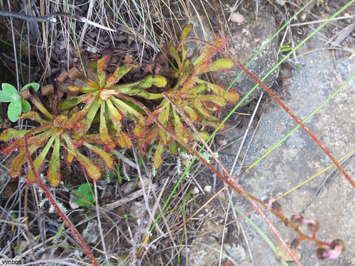 Drosera ericgreenii