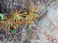 Drosera ericgreenii