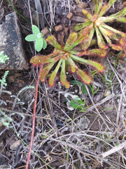 Drosera ericgreenii