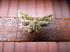 Fritillerinnys clathraria
