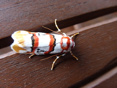 Cyana cruentata