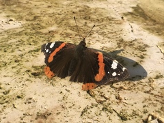 Vanessa atalanta