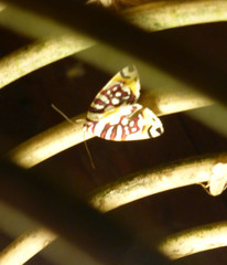 Sinna calospila