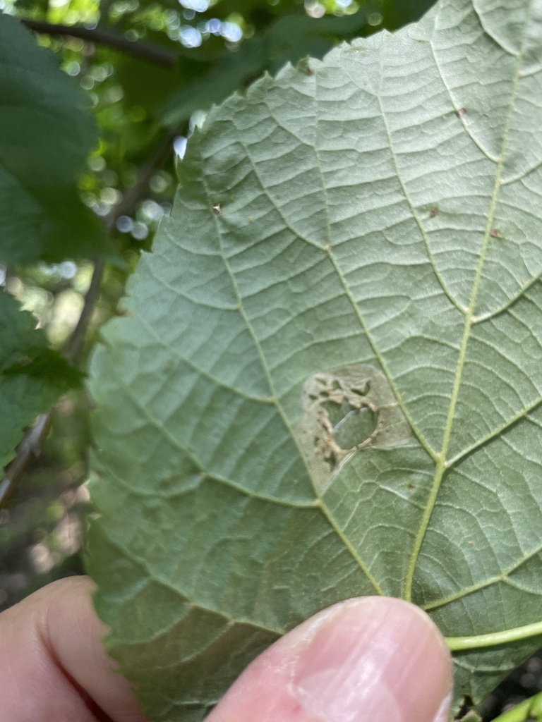 Winged and Once-winged Insects from Pelham Bay Park, New York, NY, US ...