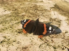 Vanessa atalanta