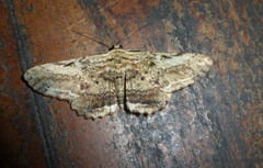 Ruttellerona pseudocessaria