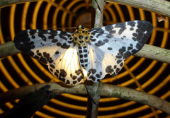 Dilophodes elegans