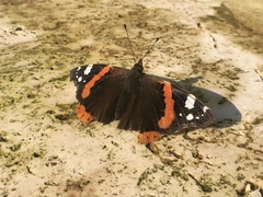 Vanessa atalanta