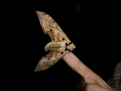 Ambulyx substrigilis