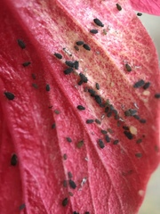 Aphididae