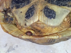 Hyalomma aegyptium