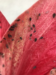 Aphididae