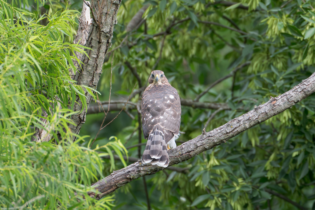 Cooper's Hawk from West Arlington, Arlington, TX, USA on July 1, 2023
