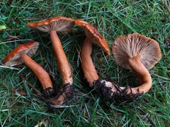Lactarius subviscidus