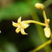 Parsonsia brownii - Photo (c) Reiner Richter, alguns direitos reservados (CC BY-NC-SA), uploaded by Reiner Richter
