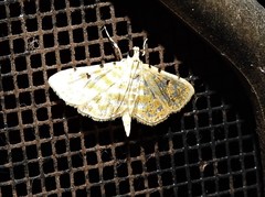 Notarcha aurolinealis