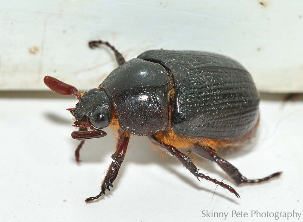 Long-clubbed Scarab