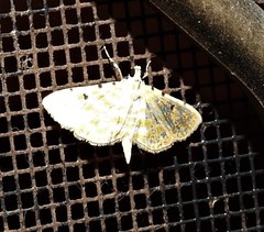 Notarcha aurolinealis