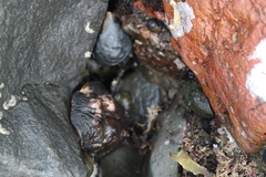 Cryptoconchus porosus