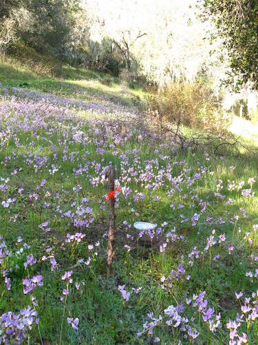 iNaturalist observation photo of Padre's Shooting Star