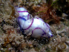 Lamprohaminoea ovalis