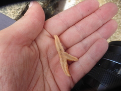 Allostichaster insignis