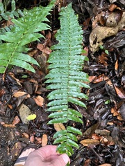 Cyclopeltis semicordata image