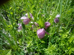 Cypripedium macranthos