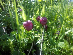Cypripedium macranthos