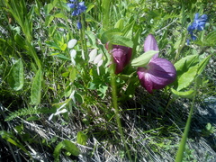 Cypripedium macranthos