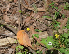 Ranunculus plebeius