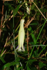 Billardiera macrantha