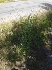 Salix babylonica tortuosa