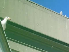 Chroicocephalus novaehollandiae scopulinus