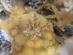 Doris wellingtonensis