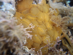 Doris wellingtonensis