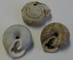 Triodopsis juxtidens