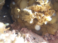 Doris wellingtonensis