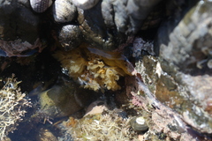 Doris wellingtonensis