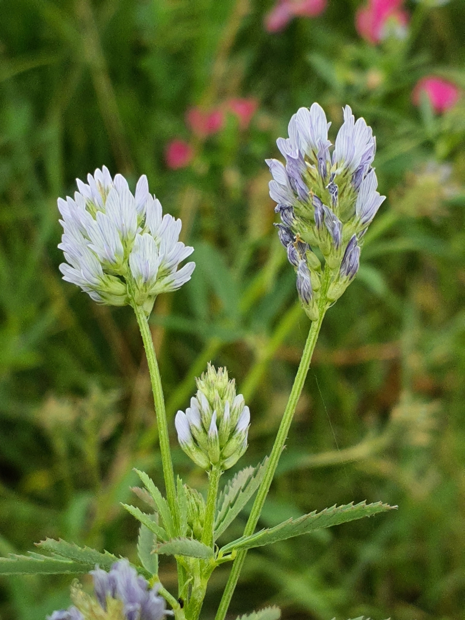 Trigonella procumbens