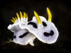 Chromodoris alcalai