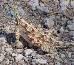 Agama aculeata
