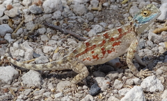 Agama aculeata