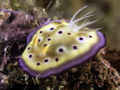 Goniobranchus kuniei