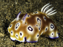 Goniobranchus leopardus image
