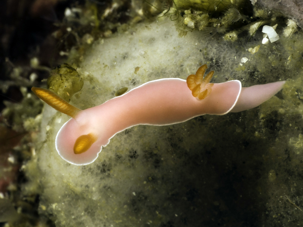 Verconia romeri