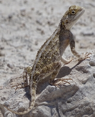 Agama aculeata